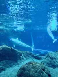 [聖誕節🎄］Georgia Aquarium-親子同遊過聖誕🐠🐡🌟
