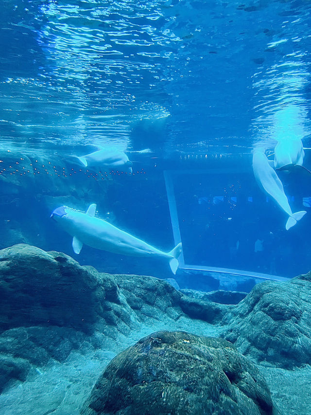[聖誕節🎄］Georgia Aquarium-親子同遊過聖誕🐠🐡🌟