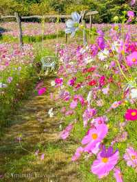 早朝から夕方まで幻想的なコスモスの絶景を満喫！花の駅せら