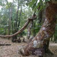 สะพานเรือนยอดไม้ จ.ตรัง