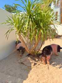 คาเฟ่สไตล์Beach บรรยากาศสุดน่ารักมีน้องหมูวิ่งไปมา