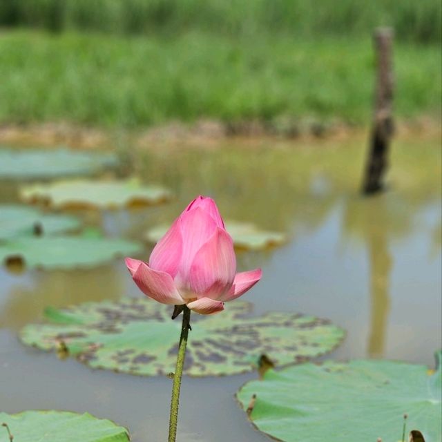 Old Phuket Farm