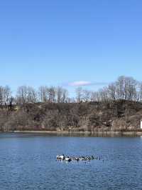 【佐久市🇯🇵】貯水池に集まる鳥が見える公園🕊️