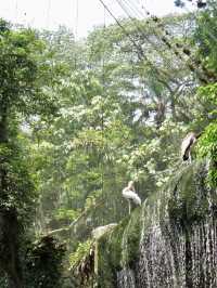 Colorful Paradise in the Heart of Malaysia: KL Bird Park