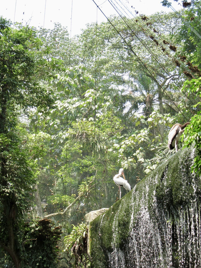 Colorful Paradise in the Heart of Malaysia: KL Bird Park