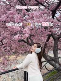 伊豆櫻花