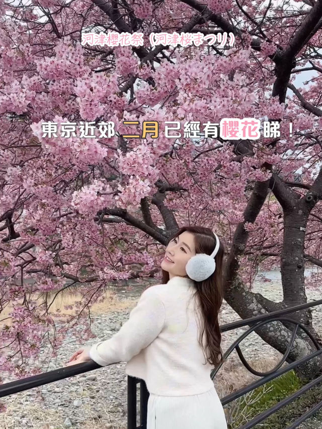 伊豆櫻花