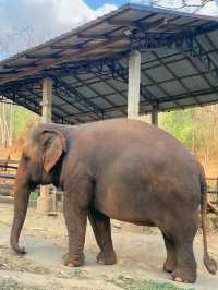 🇹🇭치앙마이 코끼리와 함께하는 타완 리버사이드 숙소🐘