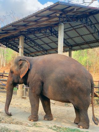 🇹🇭치앙마이 코끼리와 함께하는 타완 리버사이드 숙소🐘
