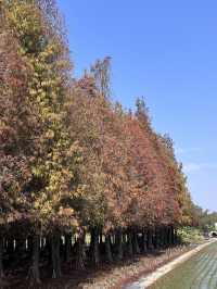 踏青郊遊推薦🍂黃金落羽松