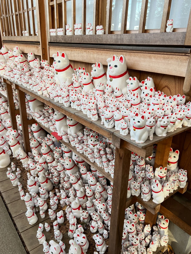 Gotokuji Temple 😸 วัดแมวกวักนำโชคในโตเกียว