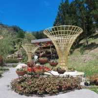 Betong Winter Flowers Garden