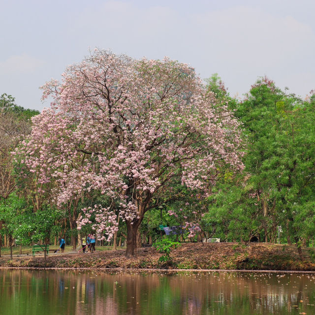 ชมพูพันธุ์ทิพย์สวนรถไฟ