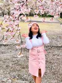 Osaka in Bloom: 2-Day Cherry Blossom Adventure & Universal Studios Magic