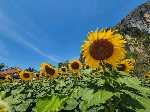 🌻ทานตะวัน เขาทะนาน อ.ทุ่งหว้า จ.สตูล บานแล้วจ้า✨️