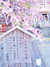 【東京】都会の隠れ家で早咲きの桜を愛でる🥰河津桜で春の訪れを感じよう🌸周辺観光情報付き
