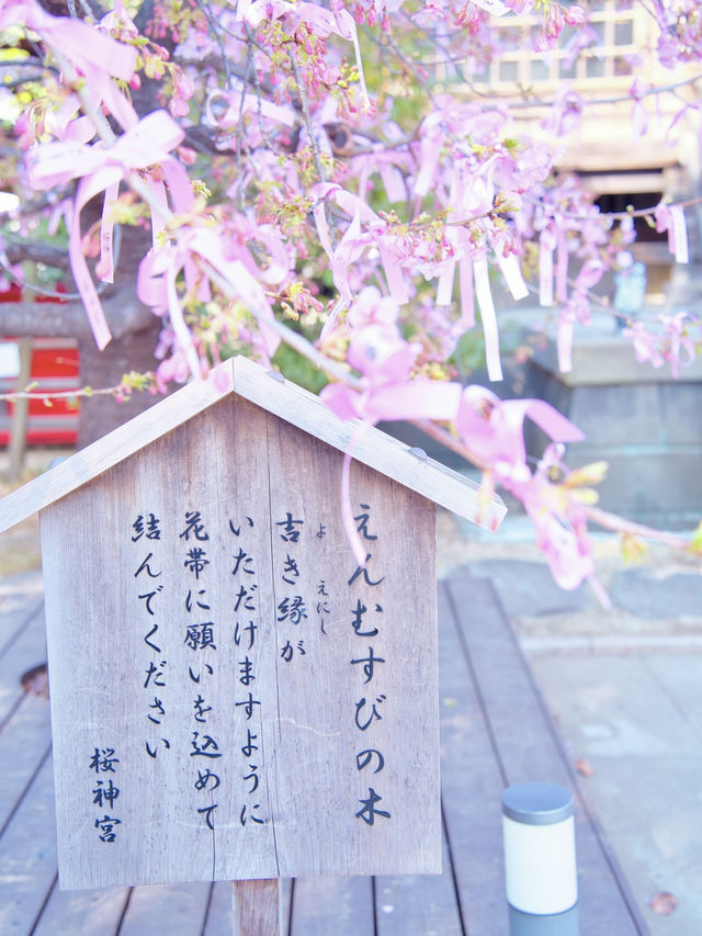 【東京】都会の隠れ家で早咲きの桜を愛でる🥰河津桜で春の訪れを感じよう🌸周辺観光情報付き