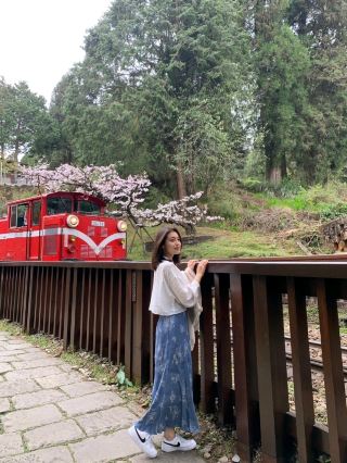 台灣，嘉義縣，阿里山櫻花季
