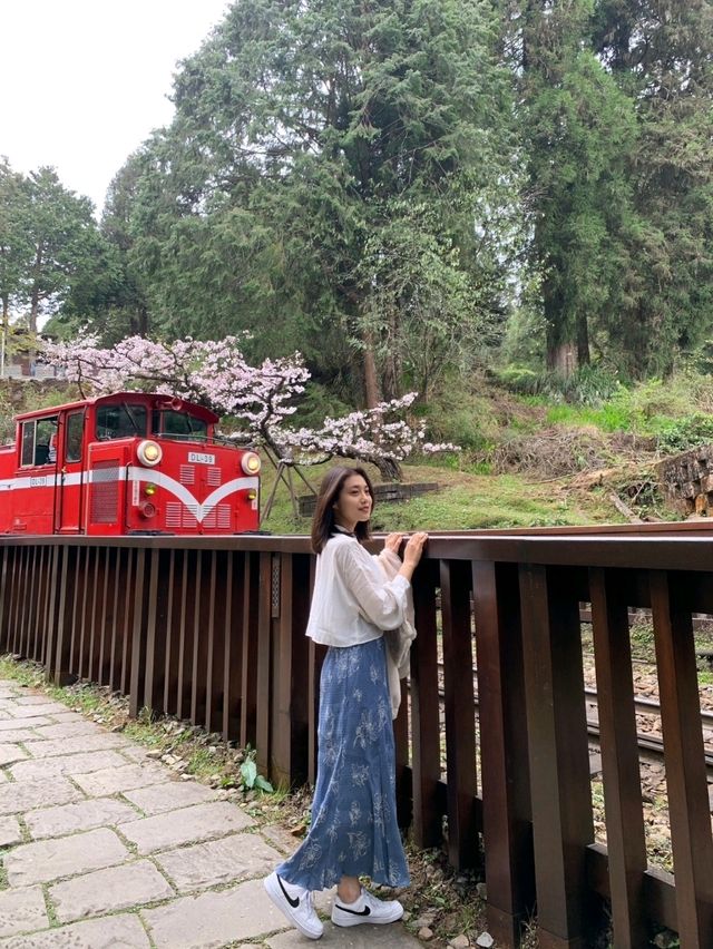 台灣，嘉義縣，阿里山櫻花季