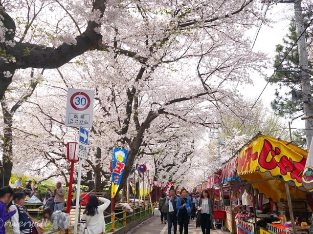 【埼玉県】日本のさくらの名所100選！菜の花とのコラボ「熊谷桜堤」