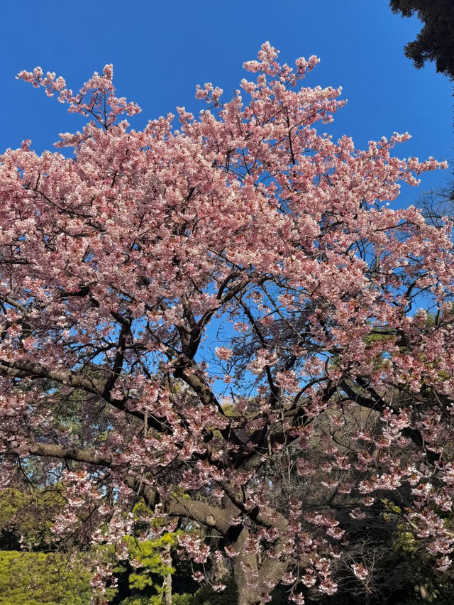 春日絢爛：東京櫻花季的夢幻之旅