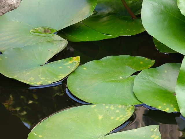 The most relaxable garden- Lingering Garden (LiuYuan Garden)