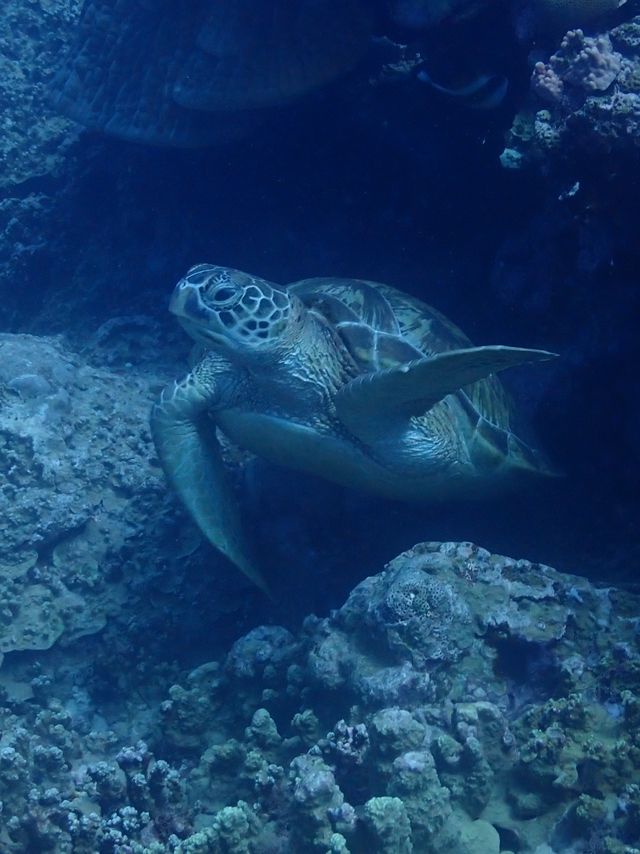 푸른 바다에서 거북이와 함께하는 힐링 여행 🏝️🐢, 사이판