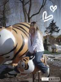 Harbin Siberian Tiger Park 🐅❄️
