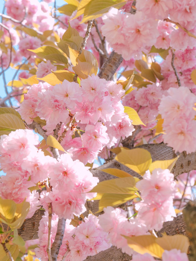 부산 겹벚꽃 데이트 명소 유엔기념공원💗