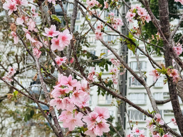 沙田石門看櫻花
