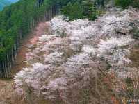 【奈良県】日本古来の桜の名所「吉野山」