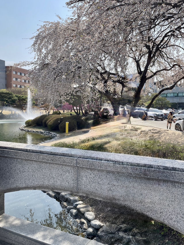 벚꽃보러가는 대전 봄 벚꽃여행 1일코스🌸🌸