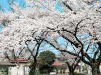 🌸 **清水沼公園櫻花觀賞遊覽分享** 🌸