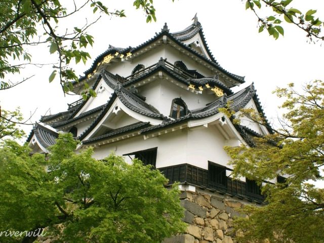 【滋賀県】夜桜に照らされた神秘的な彦根城