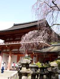 【奈良×春旅】千古の森の中の鮮やかな朱塗りの社殿	