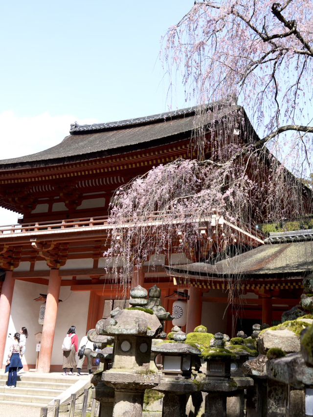 【奈良×春旅】千古の森の中の鮮やかな朱塗りの社殿	