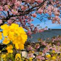 Kawazu, Shizuoka Prefecture