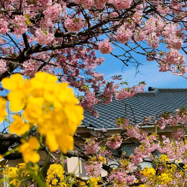 Kawazu, Shizuoka Prefecture