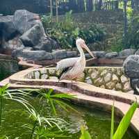新加坡飛禽公園～鳥類的天堂