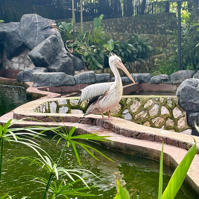 新加坡飛禽公園～鳥類的天堂