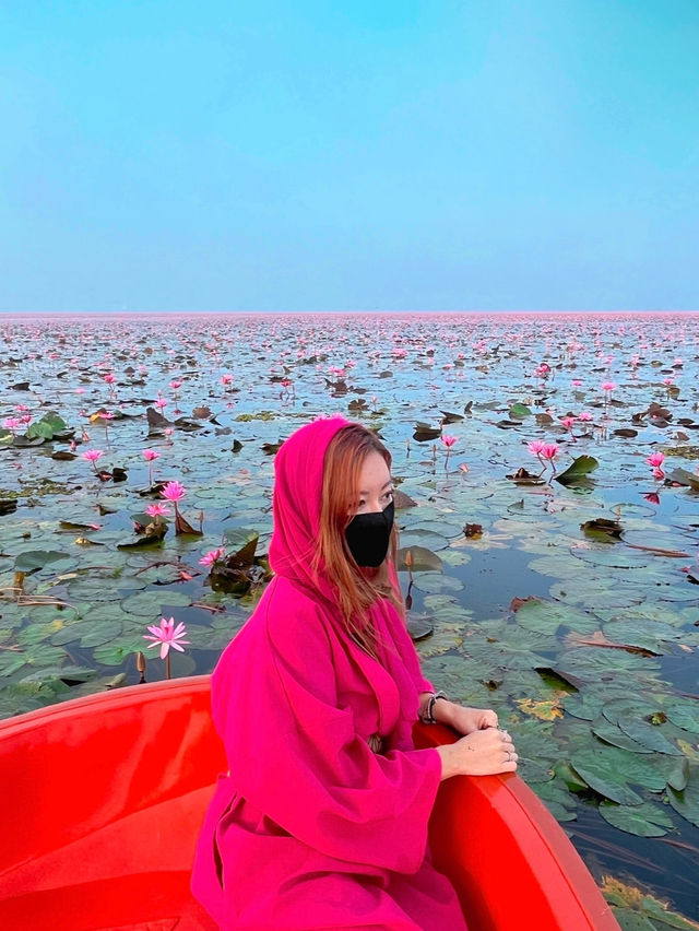 【タイ】一面ピンクの蓮の花が見れる湖【ウドンタニ】