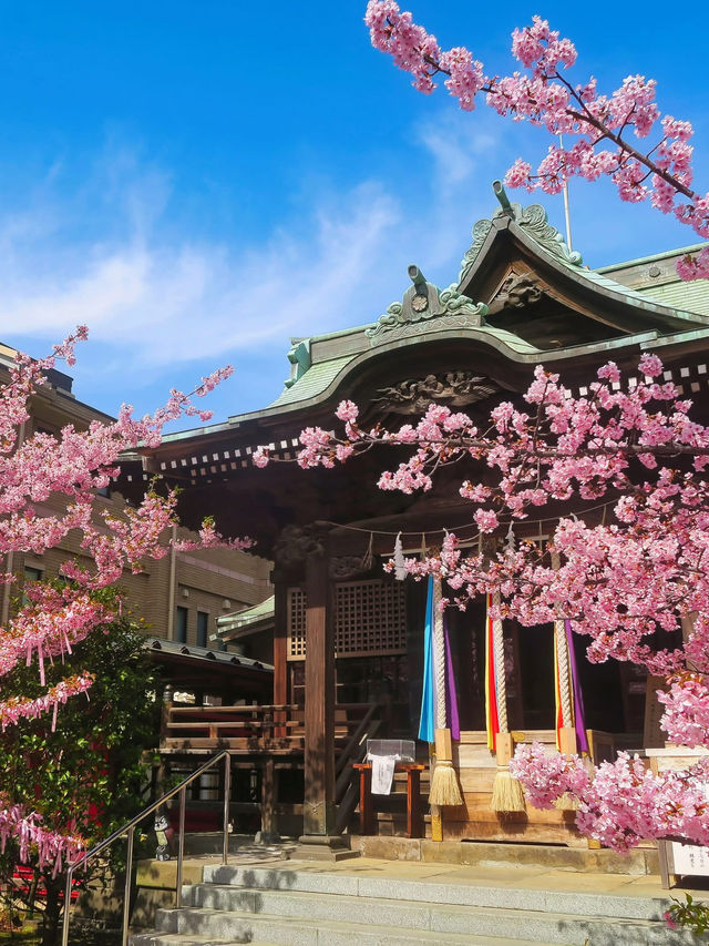 Chasing Sakura at Kawazu-zakura 