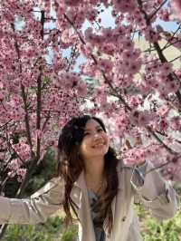 Urban Sakura Magic: When Nanyang Road Painted Itself Pink