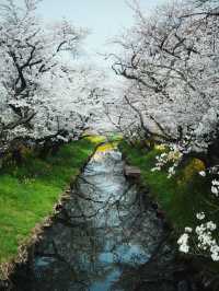 Chasing Sakura at Kawagoe Saitama