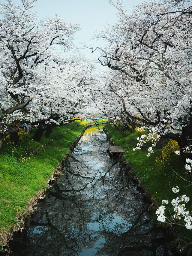Chasing Sakura at Kawagoe Saitama