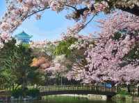 Chasing Sakura in Nagoya City 