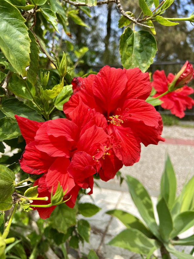 Must-Visit! Spring in Okinawa🌺