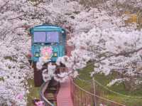 Chasing Sakura at Funaoka Joshi Park Monorail