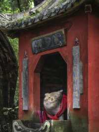 Cat Temple Mianyang
