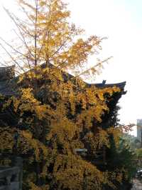 Serene Temple In Mianyang 